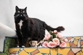 Portrait of a tuxedo cat with pink roses and vintage watering can - PhotoDune Item for Sale