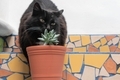 Black cat smelling a little succulent plant - PhotoDune Item for Sale