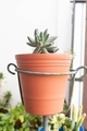 Little succulent plant in a flowerpot at the garden - PhotoDune Item for Sale