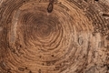 Wood texture with concentric rings.  - PhotoDune Item for Sale