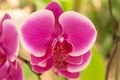 Purple orchid  - PhotoDune Item for Sale
