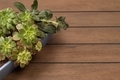 Succulent plant  - PhotoDune Item for Sale