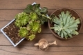 Succulent plants  - PhotoDune Item for Sale