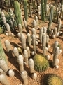 Cactus at a Botanical graden  - PhotoDune Item for Sale