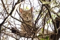 Portrait of a tabby cat  - PhotoDune Item for Sale