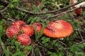 Mushroom Amanita muscaria - PhotoDune Item for Sale