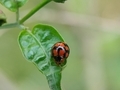 Diekeana admirabilis on green leaf. - PhotoDune Item for Sale