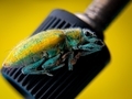 Close up weevils on a blur yellow background. - PhotoDune Item for Sale