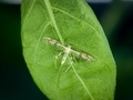 Pterophoridae on a leaf.  - PhotoDune Item for Sale
