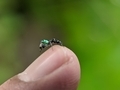 Small green spider (Cosmophasis) on a someone finger with blur or bokeh background. - PhotoDune Item for Sale