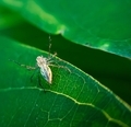 Lynx spider on a green leaf. The Lynx spider is a common name for any member of the Oxyopidae family - PhotoDune Item for Sale