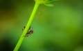 Close-up small spider on a green tree with blur background. - PhotoDune Item for Sale