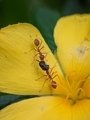 Oecophylla smaragdina is scrambling for food on yellow flowers. - PhotoDune Item for Sale