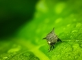 Close-up Treehoppers on green leaf.  - PhotoDune Item for Sale
