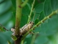 Grasshopper framing with green leaf and blur background. - PhotoDune Item for Sale