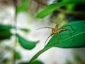 Oxyopes salticus is a species of lynx spider, commonly known as the striped lynx spider. - PhotoDune Item for Sale