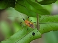 The Harpactorinae on a green leaf with blur or bokeh background. - PhotoDune Item for Sale