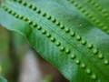 Close up of Monarch fern fern background.(Phymatosorus scolopendria) Commonly call musk fern. - PhotoDune Item for Sale