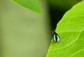 The flea beetle is a small. - PhotoDune Item for Sale