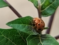 The Mexican bean beetle is a species of lady beetle. - PhotoDune Item for Sale