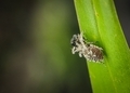 Gibbaranea bituberculata on a green leaf.  - PhotoDune Item for Sale