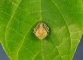 A bolas spider on green leaf.
 - PhotoDune Item for Sale