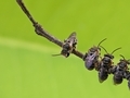 A group of Lipotriches (sweat bees) resting on a tree branch on green backgound. - PhotoDune Item for Sale