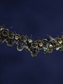 A group of Lipotriches (sweat bees) resting on a tree branch - PhotoDune Item for Sale