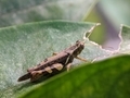 Grasshoppers are a group of insects belonging to the suborder Caelifera.  - PhotoDune Item for Sale