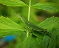 Oriental longheaded on a green leaf. - PhotoDune Item for Sale