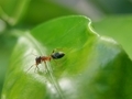 Myrmarachne formicaria on green leaf. - PhotoDune Item for Sale