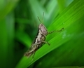 Grasshoppers on a green leaf with blur background. - PhotoDune Item for Sale