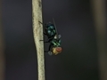 The common green bottle fly is a blowfly found in most areas of the world. - PhotoDune Item for Sale
