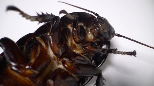 Madagascar Cockroach Dies on a White Background