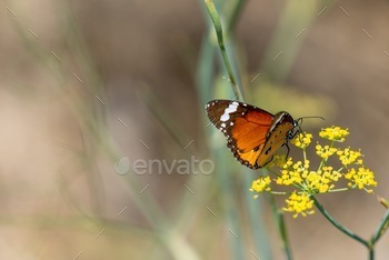 eding on yellow flowers. Delicate flying insect with beautiful wings collecting pollen in nature amongst plants and flowers. Depth of field with conceptual concept and copy space. Natural blurred background spring and summer image.