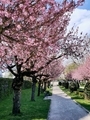 view of blooming sakura trees in a city park in austria - PhotoDune Item for Sale