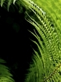 green fern leaf on a dark background - PhotoDune Item for Sale