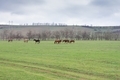 view of a herd horse grazing on green meadows in the mountains - PhotoDune Item for Sale