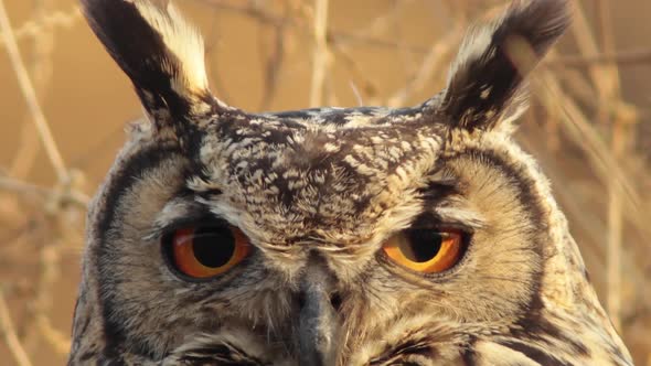 Close up of a Indian Eagle Owl with showing its big Orange eyes perched in the brown grass fully cam