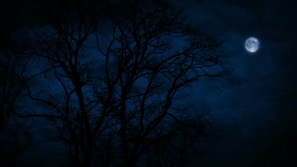 Large Bare Tree On Windy Night With A Full Moon