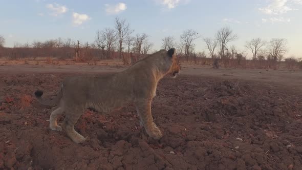 lion stops and listens lion stops and listens