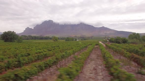 Aerial travel drone view of grape vineyard farms in South Africa.