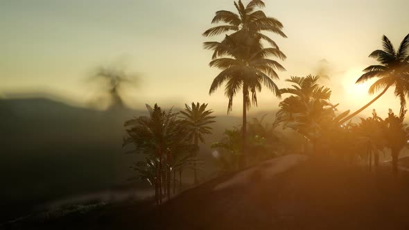 View of the Palm Trees in Fog