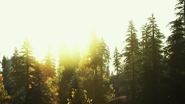 Fir Trees on Meadow Between Hillsides with Conifer Forest in Fog