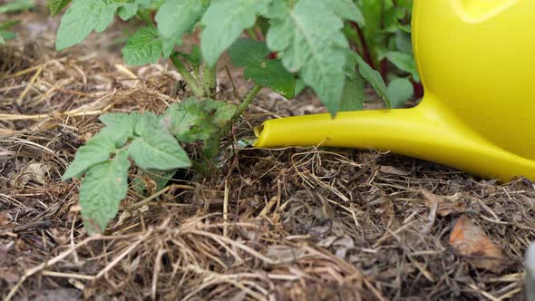 A farmer-gardener uses a watering can to water vegetable seedlings in the garden. Close-up.