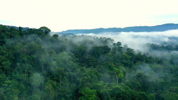 Hyperlapse of a tropical forest showing the green canopy covered in fog