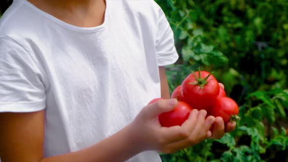 A Child Harvests Tomatoes in the Garden