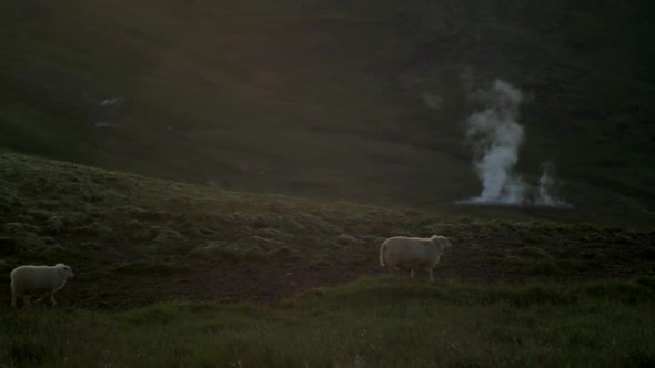 dramatic iceland landscape, sheep and lambs, geothermal steam smoke rising from a hot spring in the