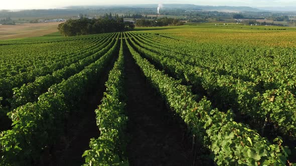 Aerial view of vineyard, Willamette Valley Oregon