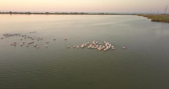 Breeding Grounds of Pelicans in Tuzly Estuary National Nature Park Near By Black Sea Coast, Ukraine